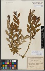 Foto von Salix triandra subsp. amygdalina (L.) Schübl. & G. Martens